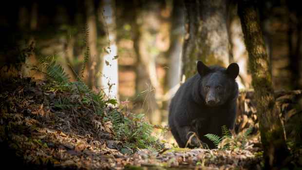 A black bear is seen the Great Smoky Mountains. -lead