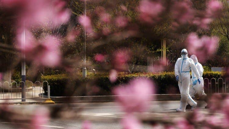Wuhan Cherry Blossom Live Stream Launched Amid Coronavirus Lockdown