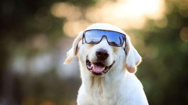 x dog sunglasses labrador sh