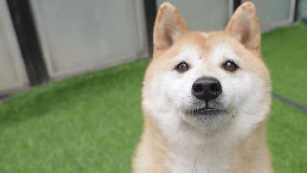Chinese Celebrity Pet Shiba Inu Dog In Beijing Sells For US$25,000 In Online Auction After Being Abandoned For 7 Years