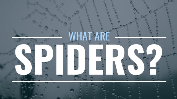 Image of a spider web with the text overlay "What Are Spiders?"