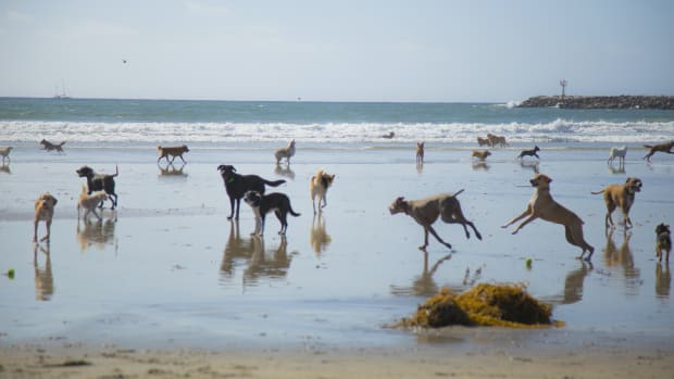 9 san diego dog beach sh