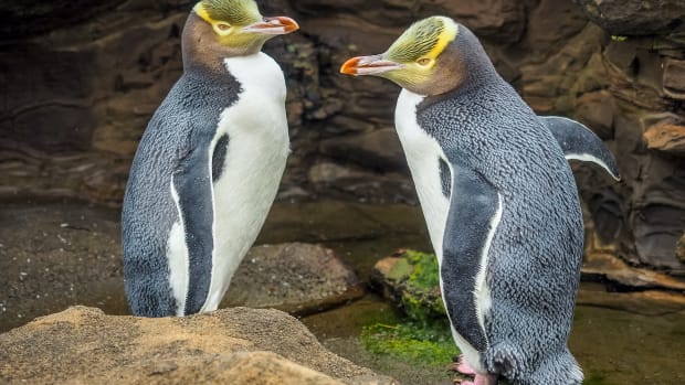25b dunedin new zealand yelloweye penguins sh