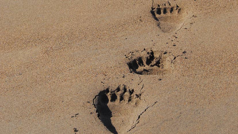 bear tracks sh