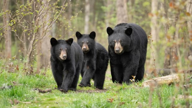 Three black bears in Midwest USA. lead.