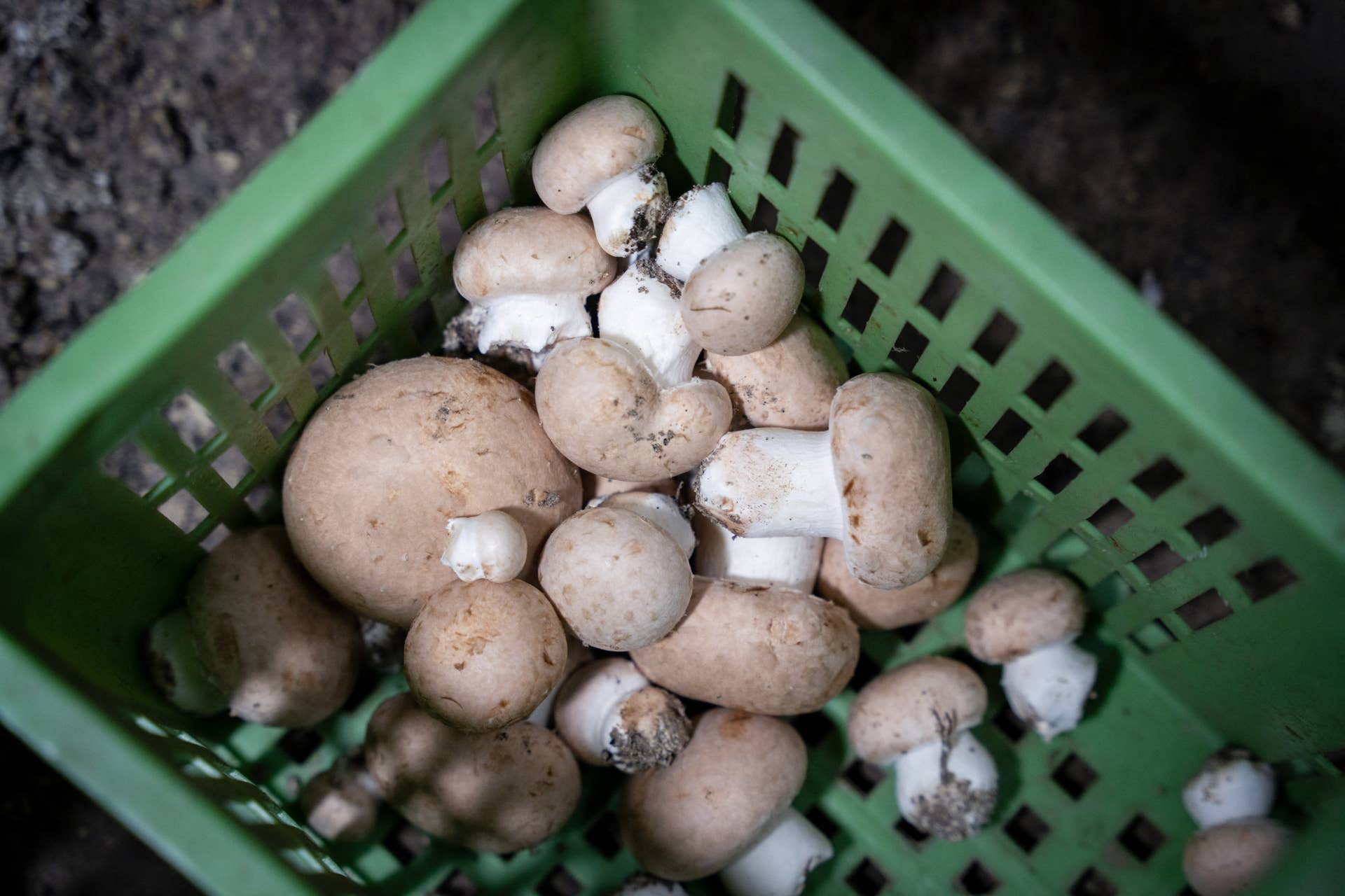 Mushroom