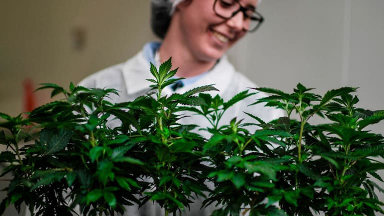 Sundial Growers, Calgary Cannabis Company, Launches IPO