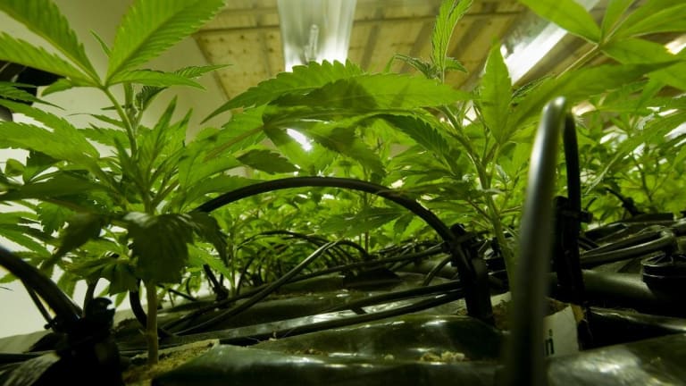 WeedStreet Wrap: U.K. Next in Line for Medical Cannabis