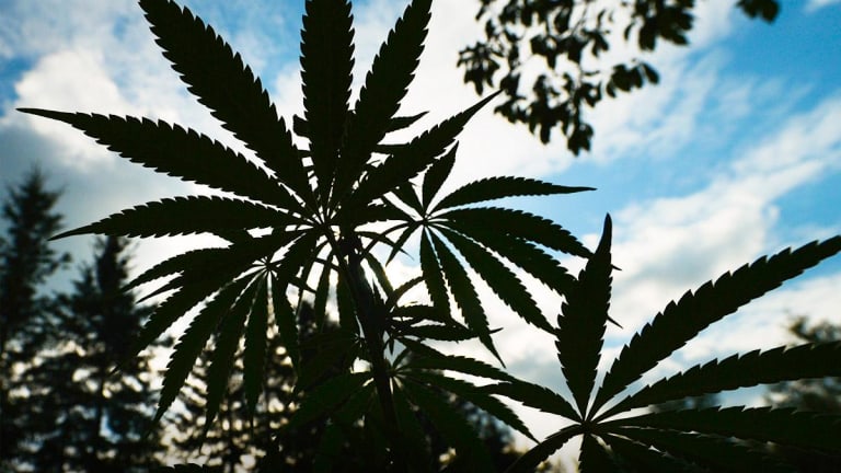 Cronos Jumps After Confirming Altria Talks: Cannabis Roundup