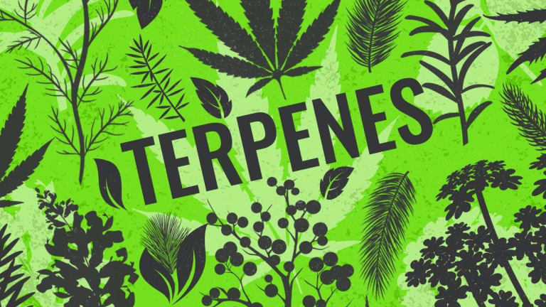 Terpenes: Effects, Examples and Products