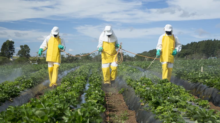 Fruits and Vegetables With the Most Pesticide Residue