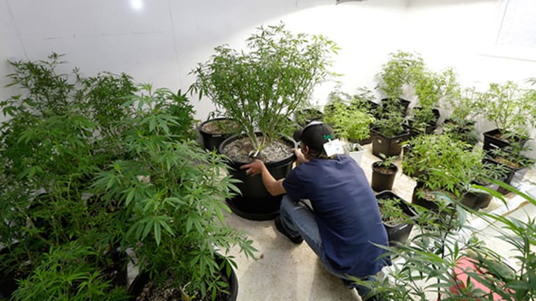 New York Pot Entrepreneurs Face Added Cost of Union Workers