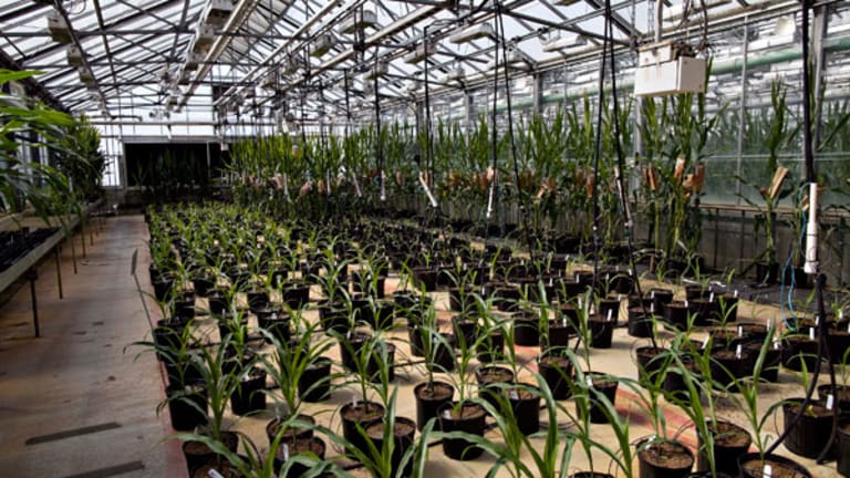 Monsanto Shares Surge on Dupont Deal