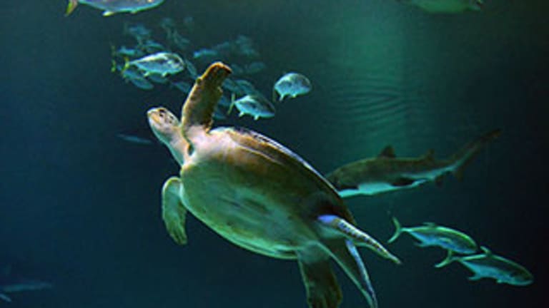10 Places to See Sea Turtles