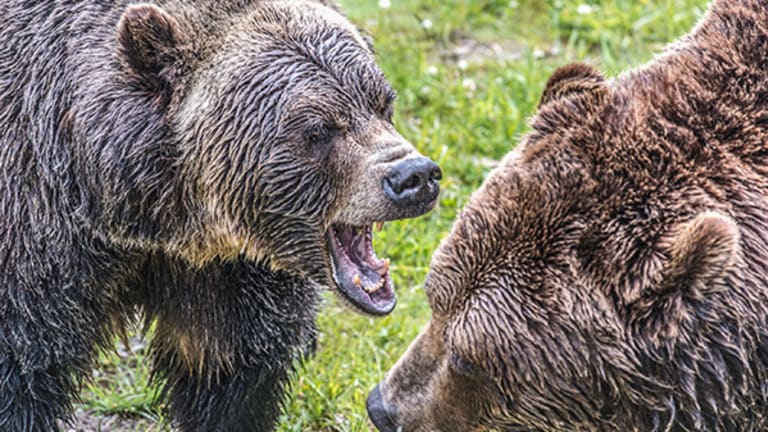 Today's Bears Are the Dumb Money; Ride the Rally With These 3 ETFs