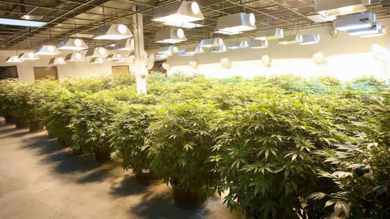Got $5,000? These 2 Market-Beating Pot Stocks Are Still Hot Buys Right Now