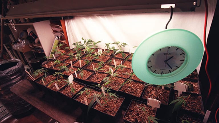 Canadian Marijuana Market More Mature, Outperforms U.S. Market