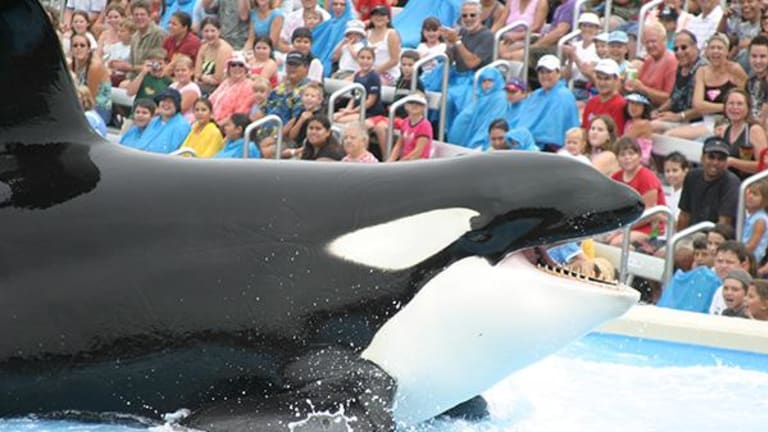 SeaWorld Shares Swept Away, Credit Downgrade in Play
