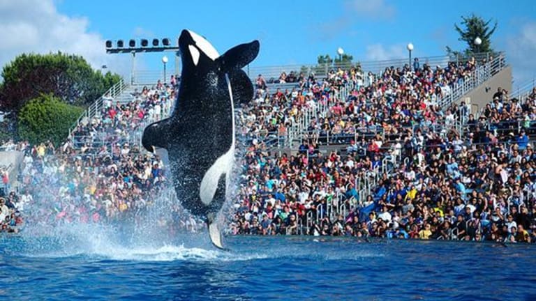 SeaWorld Debuts New Killer Whale Show in San Diego