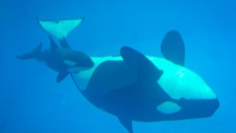 SeaWorld Loses Another Orca, 3-Month Old Kyara Dies