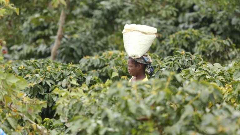 The coronavirus pandemic requires us to understand food’s murky supply chains