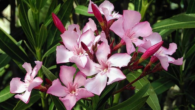 Oleandrin is a deadly plant poison, not a COVID-19 cure