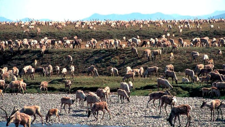 Trump greenlights drilling in the Arctic National Wildlife Refuge, but will oil companies show up?