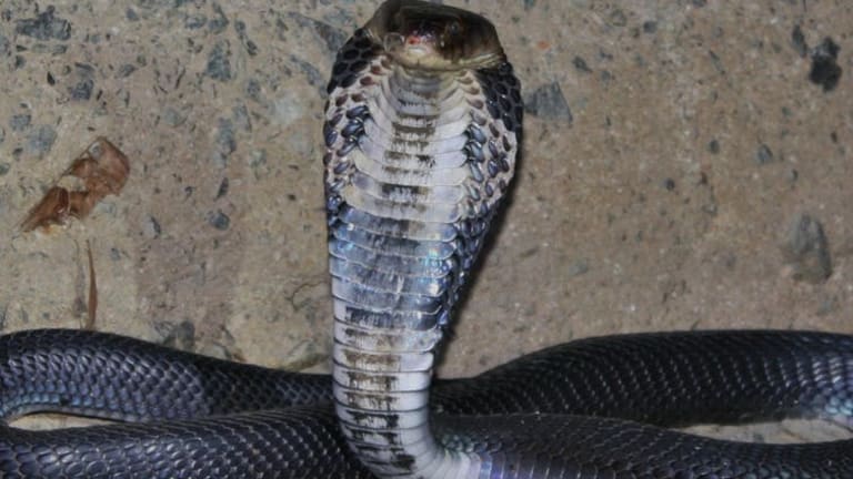 Snakes could be the original source of the new coronavirus outbreak in China