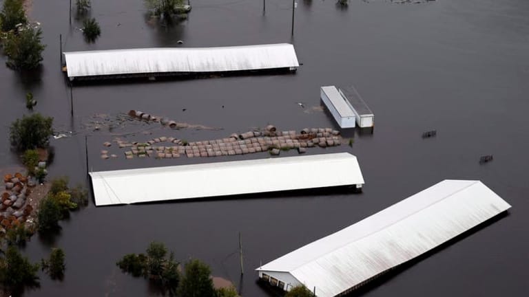 Hurricanes, hog manure and the dire need for carbon pricing