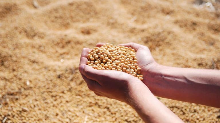 How soybeans became China’s most powerful weapon in Trump’s trade war