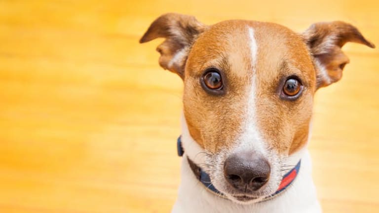 What’s the value of your dog’s life, and why it matters