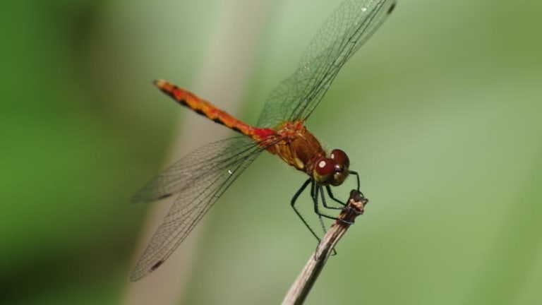 Is an ‘insect apocalypse’ happening? How would we know?