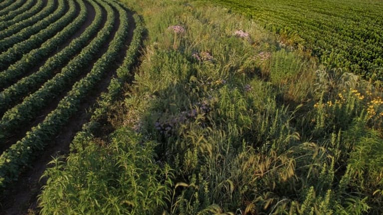 Iowa’s farmers & American eaters – need a national discussion on US agriculture