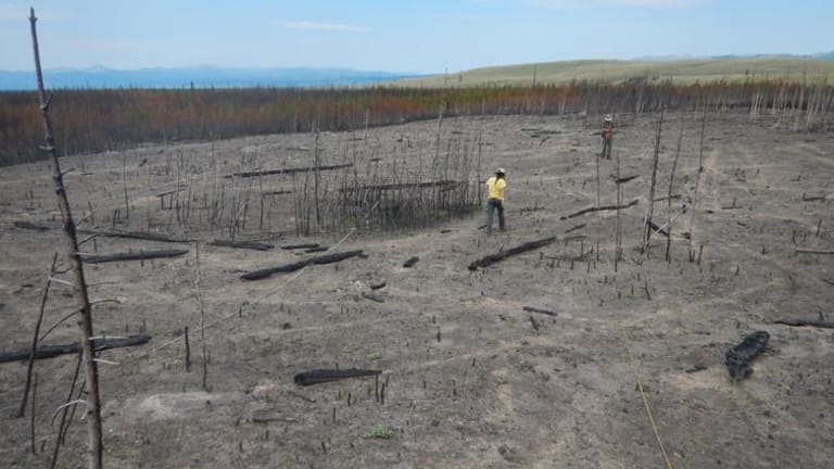 Here’s how forests rebounded from Yellowstone’s epic 1988 fires