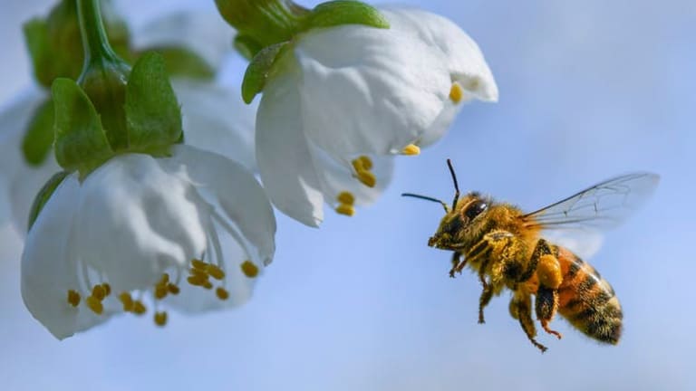 A bee economist explains honey bees’ vital role in growing tasty almonds