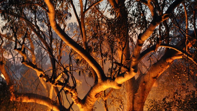 Why Blaming the Repo Market is Like Blaming the Australian Bush Fires