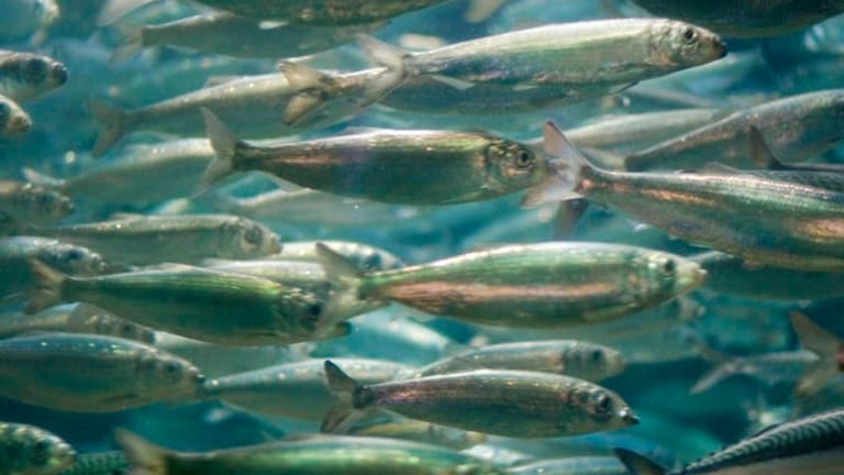 
Climate change could alter ocean food chains