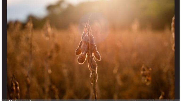 Farm Crisis: Suicides Spike In Rural America As Trade War Deepens