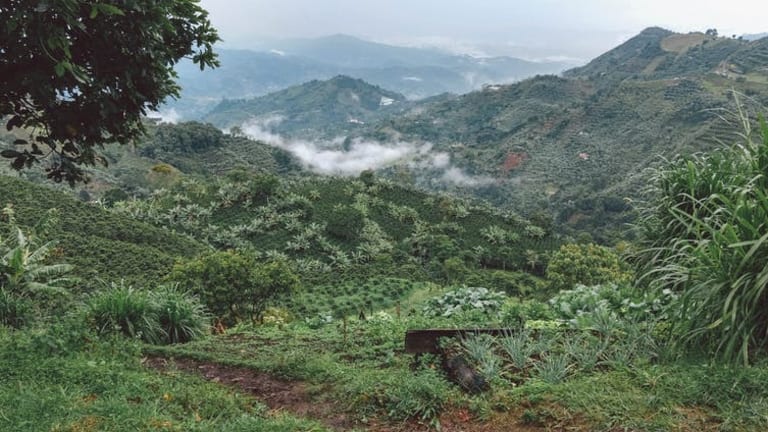 Coffee farmers struggle to adapt to Colombia’s changing climate