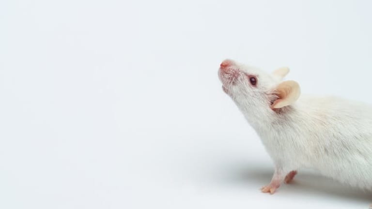 Diabetes: new test could detect the disease much earlier