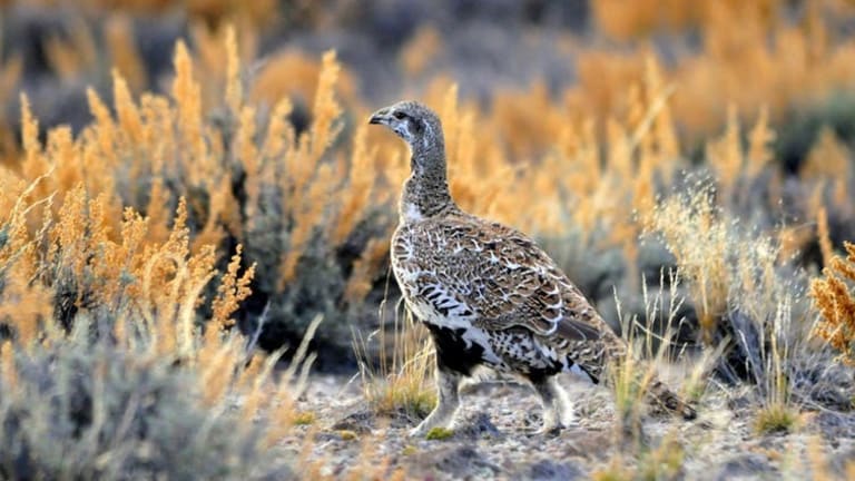 Trump administration is scrapping a collaborative sage grouse protection plan