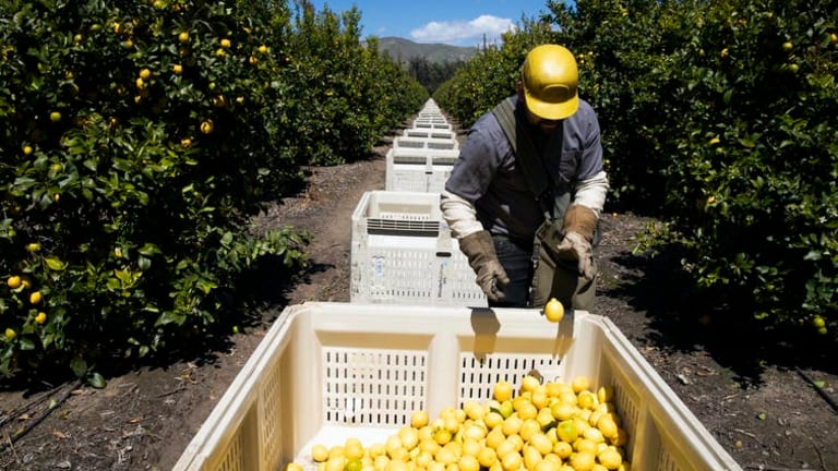 How coronavirus threatens the seasonal farmworkers at the heart of the American food supply