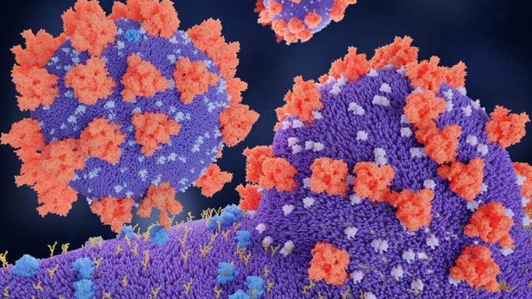 What is the ACE2 receptor, how is it connected to coronavirus and why might it be key to treating COVID-19? The experts explain