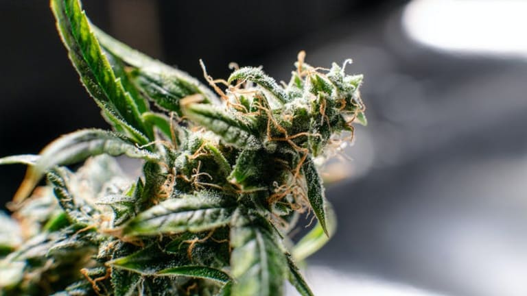 Indica and sativa labels are largely meaningless when it comes to cannabis complexities