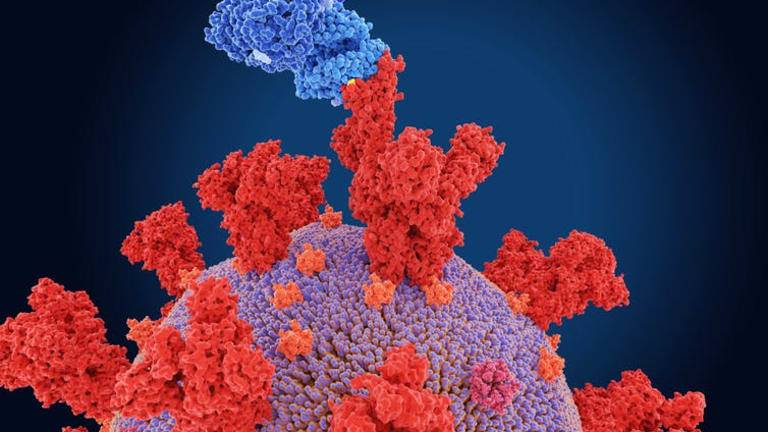 Will omicron – the new coronavirus variant of concern – be more contagious than delta? A virus evolution expert explains what researchers know and what they don’t