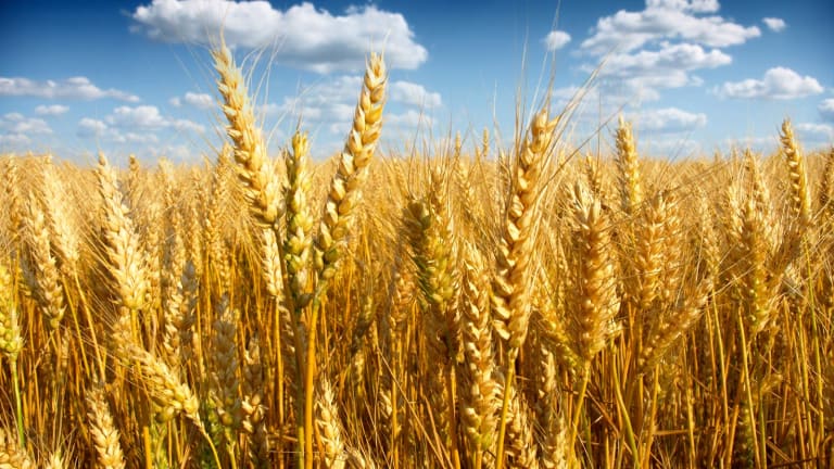 High Protein, Higher Profile: Why Canada Is One of the World’s Most Important Wheat Markets