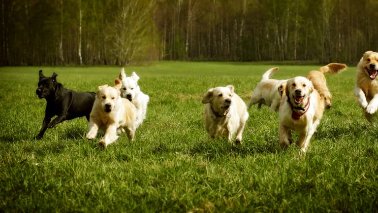 Most Popular Dog Breeds — America's Favorite Dog Breeds