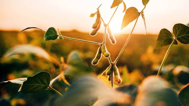 South American Soybeans: A Global Market