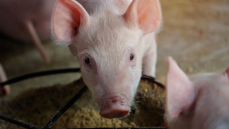 How Pork Producers Are Managing Risks Amid Rising Costs