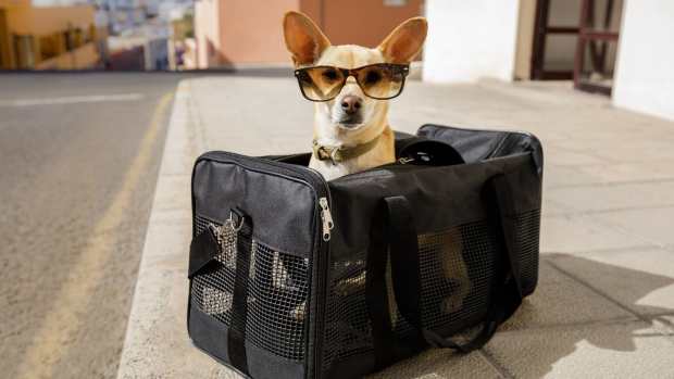 A dog wearing glasses is seen in a travel bag for pets. -lead